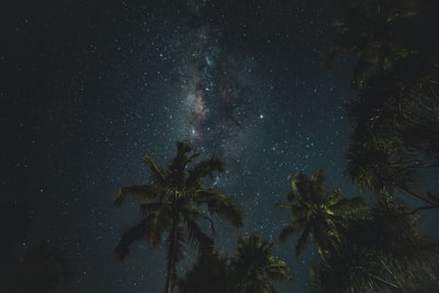 椰树在晚上
